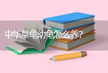 中华草龟幼龟怎么养？