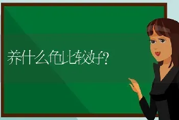 养什么龟比较好？