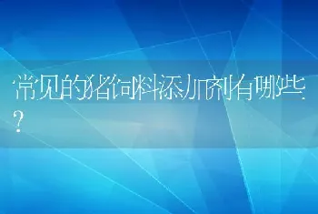 常见的猪饲料添加剂有哪些？