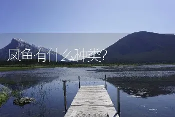 凤鱼有什么种类？