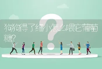 狗狗得了细小怎么喂它葡萄糖？