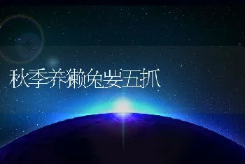 秋季养獭兔要五抓