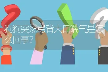 狗狗突然弓背大口喘气是怎么回事？