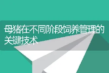 母猪在不同阶段饲养管理的关键技术