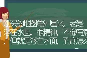 刚买的地图龟9厘米，老是浮在水面，很精神，不像有病，但就是浮在水面，到底怎么回事？