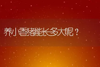 养小香猪能长多大呢？