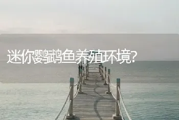 迷你鹦鹉鱼养殖环境？