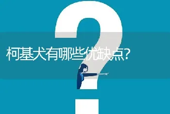 柯基犬有哪些优缺点？