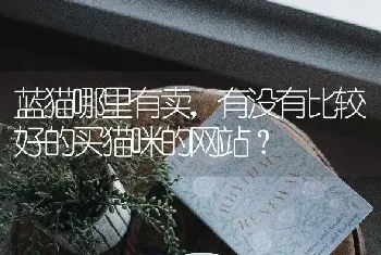 蓝猫哪里有卖，有没有比较好的买猫咪的网站？