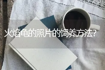 为什么双血统金毛那么聪明？