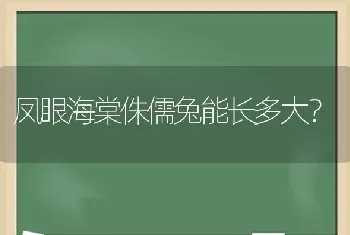 凤眼海棠侏儒兔能长多大？