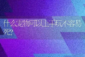 什么宠物可以上手玩不容易死？