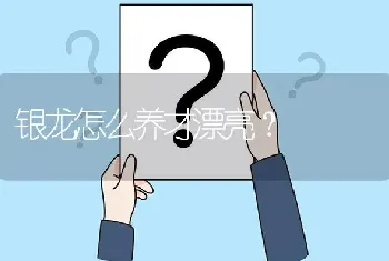 银龙怎么养才漂亮？