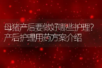 母猪产后要做好哪些护理？产后护理用药方案介绍