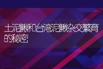 土泥鳅和台湾泥鳅杂交繁育的秘密