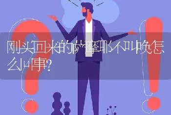 刚买回来的萨摩耶不叫唤怎么回事？