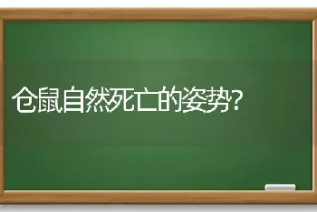 仓鼠自然死亡的姿势？