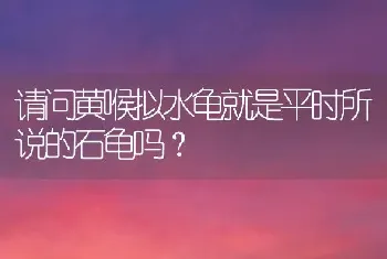 请问黄喉拟水龟就是平时所说的石龟吗？