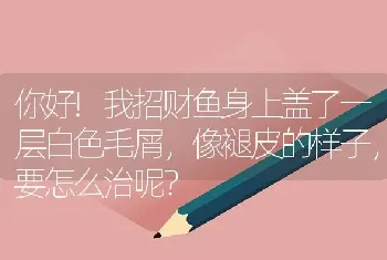 你好!我招财鱼身上盖了一层白色毛屑，像褪皮的样子，要怎么治呢？