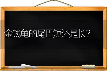 金钱龟的尾巴短还是长？