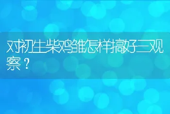 对初生柴鸡雏怎样搞好三观察？