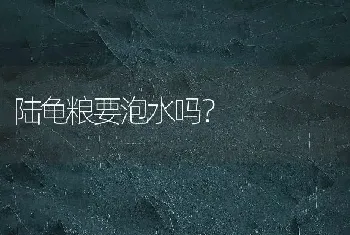 陆龟粮要泡水吗？