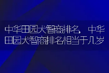 中华田园犬智商排名，中华田园犬智商排名相当于几岁