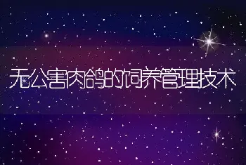 无公害肉鸽的饲养管理技术