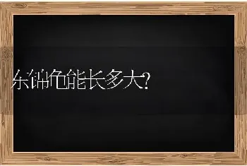 东锦龟能长多大？