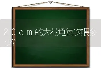 20cm的大花龟每次喂多少？