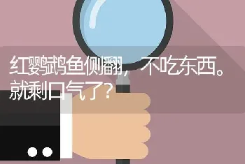 红鹦鹉鱼侧翻，不吃东西。就剩口气了？