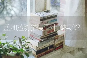 孟加拉豹猫属于什么档次？