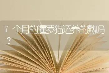 7个月的暹罗猫还养的熟吗？