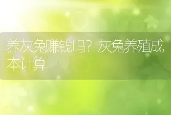 养灰兔赚钱吗？灰兔养殖成本计算