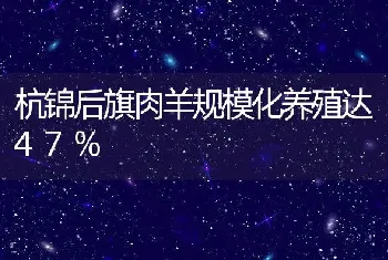 杭锦后旗肉羊规模化养殖达47%