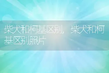 柴犬和柯基区别，柴犬和柯基区别照片