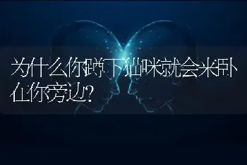 为什么你蹲下猫咪就会来卧在你旁边？