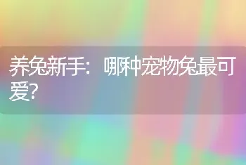 养兔新手:哪种宠物兔最可爱？