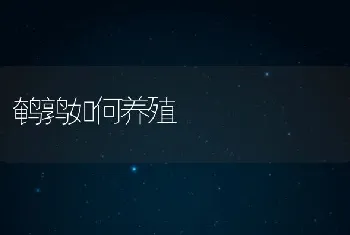 鹌鹑如何养殖