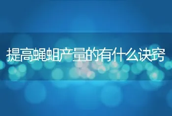 提高蝇蛆产量的有什么诀窍