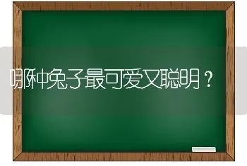 哪种兔子最可爱又聪明？