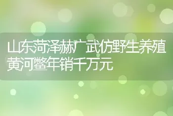 山东菏泽赫广武仿野生养殖黄河鳖年销千万元