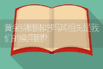 黄金锦鲤能吃吗其祖先是我们的食用鲤？