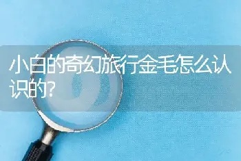 小白的奇幻旅行金毛怎么认识的？