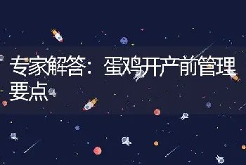 专家解答：蛋鸡开产前管理要点