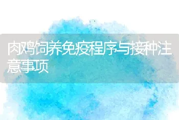 肉鸡饲养免疫程序与接种注意事项