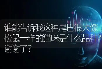 谁能告诉我这种尾巴很大像松鼠一样的猫咪是什么品种?谢谢了？