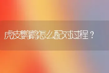 虎皮鹦鹉怎么配对过程？