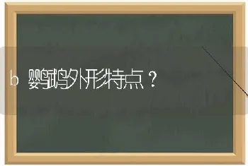 b鹦鹉外形特点？