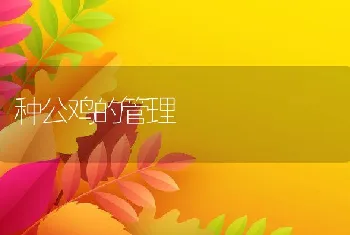 种公鸡的管理